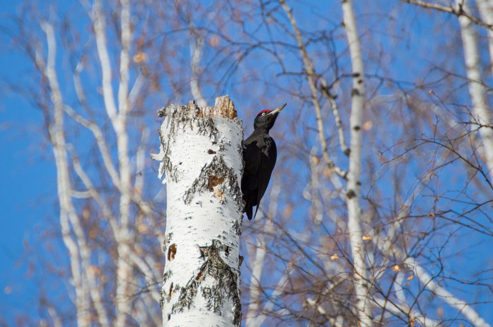 Photograph by Максим Маркин