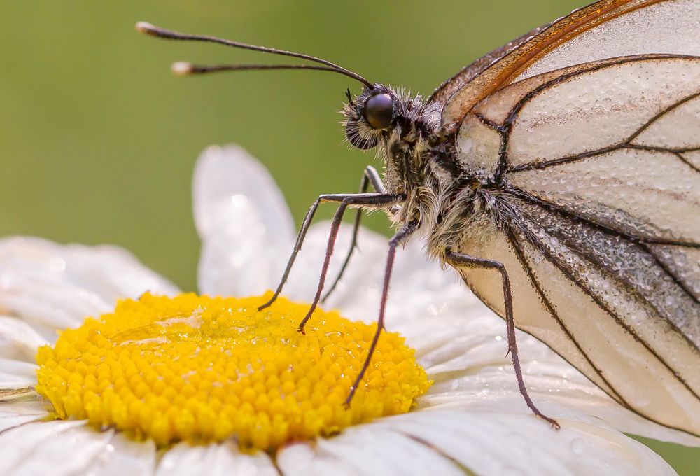 Фотография автора Andrey Pristyazhnyuk