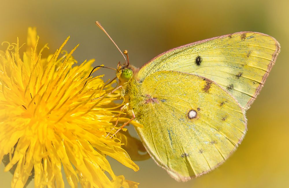 Фотография автора Andrey Pristyazhnyuk