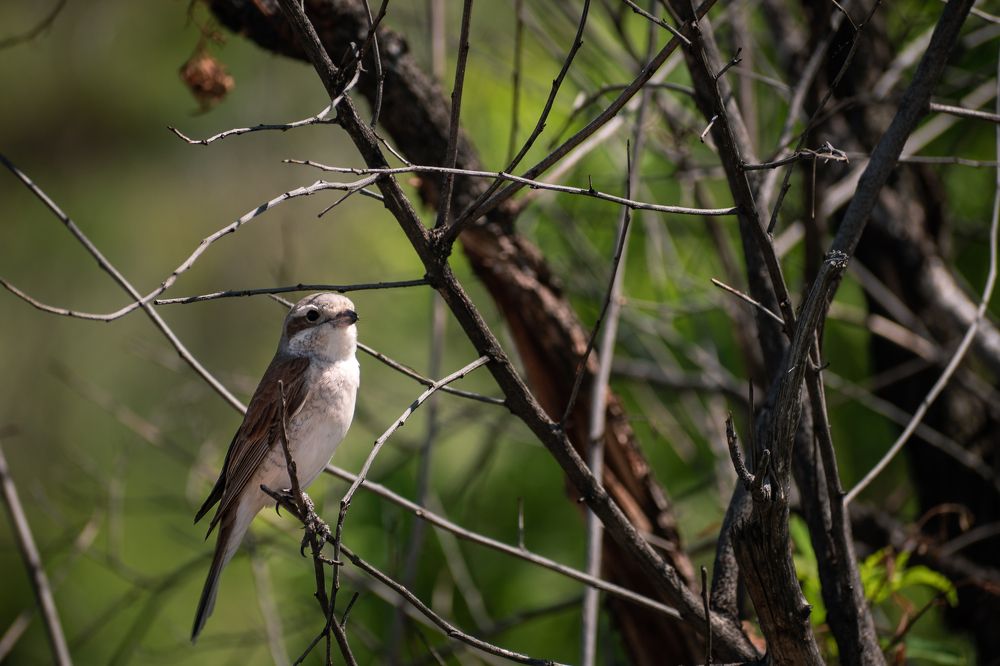 Photograph by Zandri Gillespie