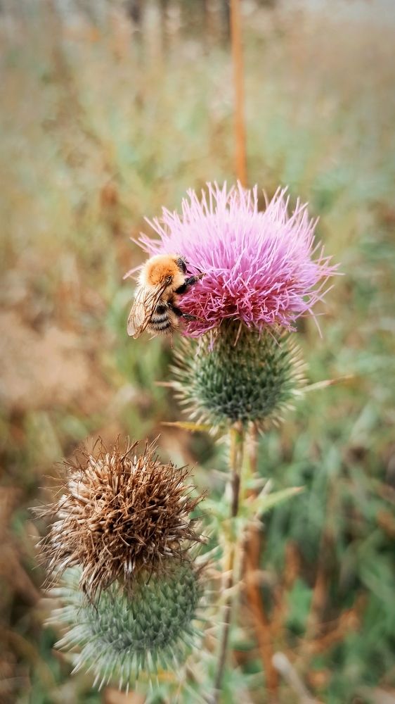 Photograph by Надежда Тарасенко