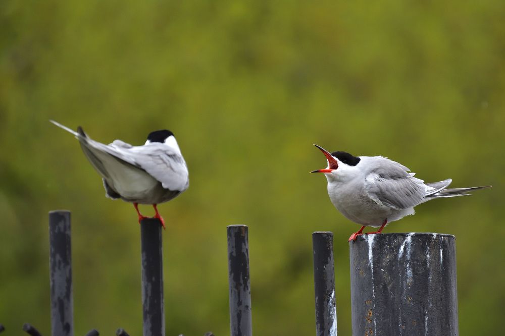 Photograph by Артем Клунко