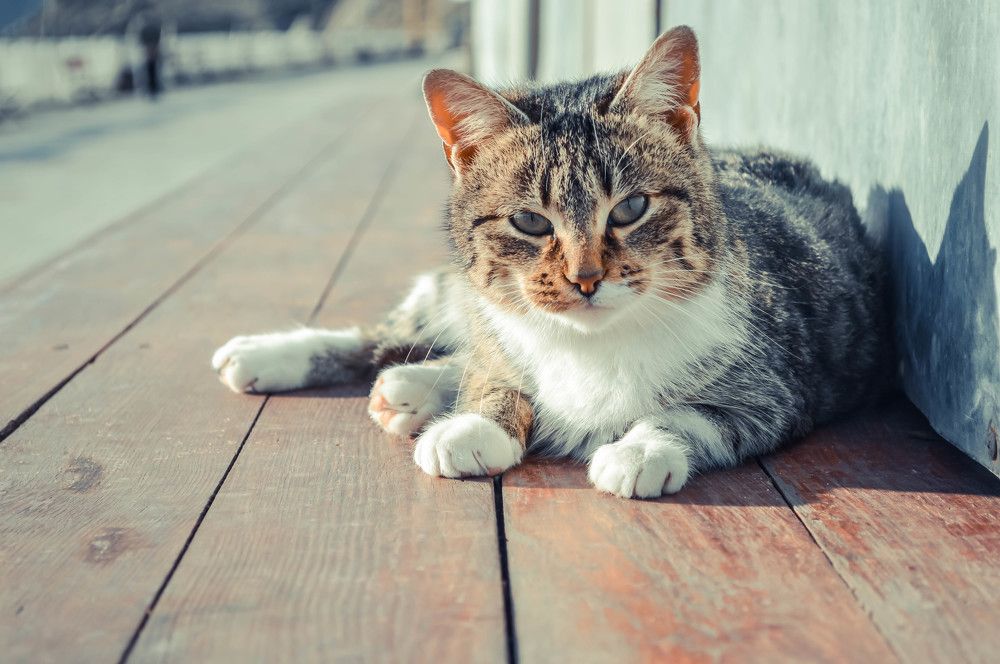 Photograph by Елена