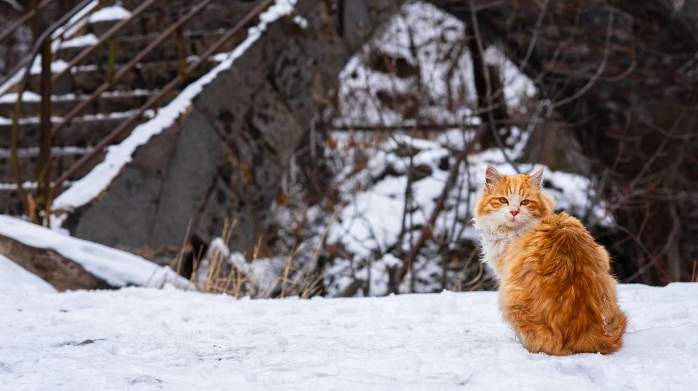 Photograph by Анна Чеснокова