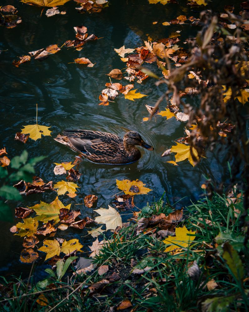 Photograph by Mikhail