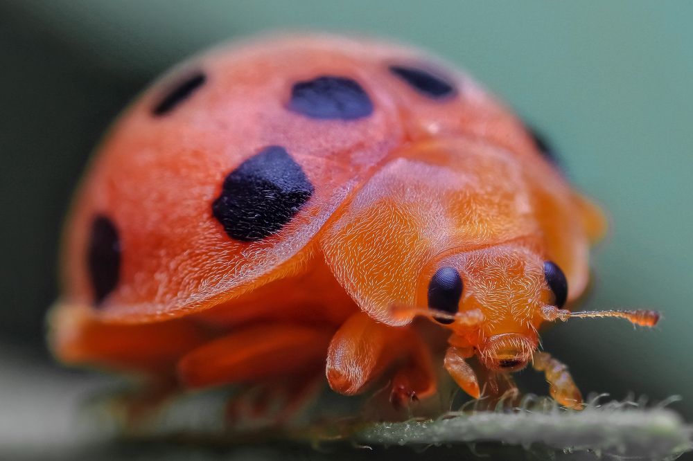 Ladybug