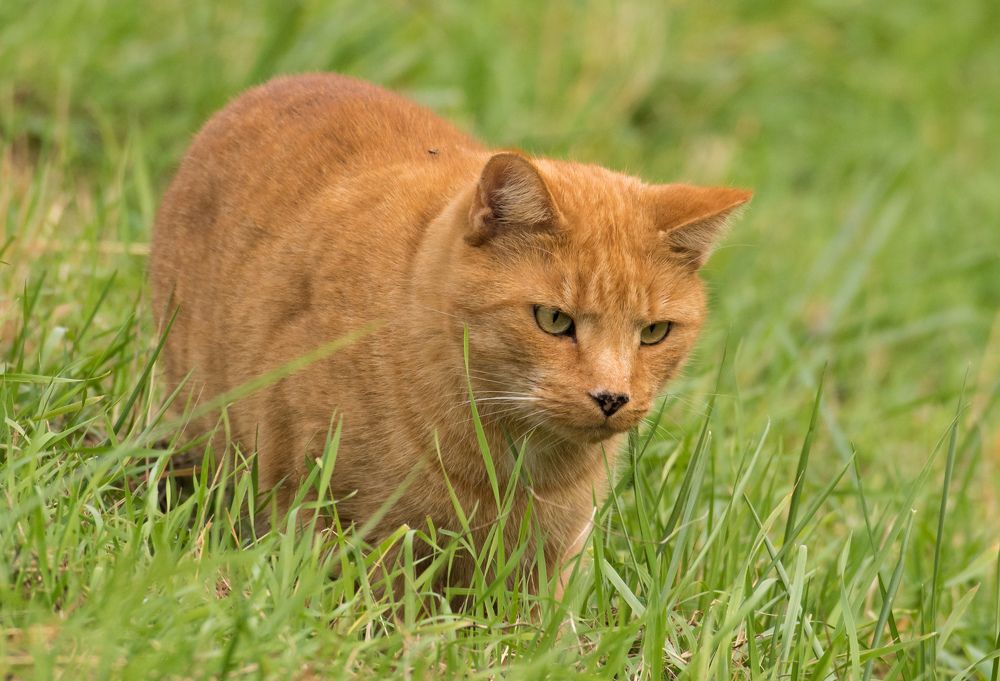 Охотник на полевых мышей