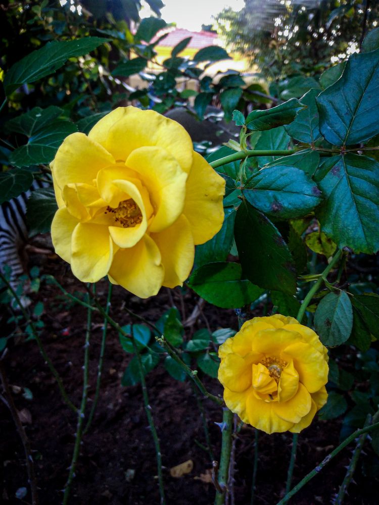 Photograph by Lalas Maje