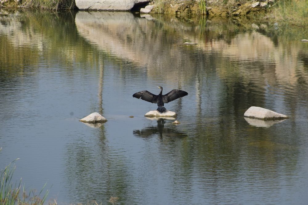 Photograph by s s subrahmanyam