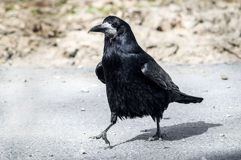 Photograph by Владимир Салапонов