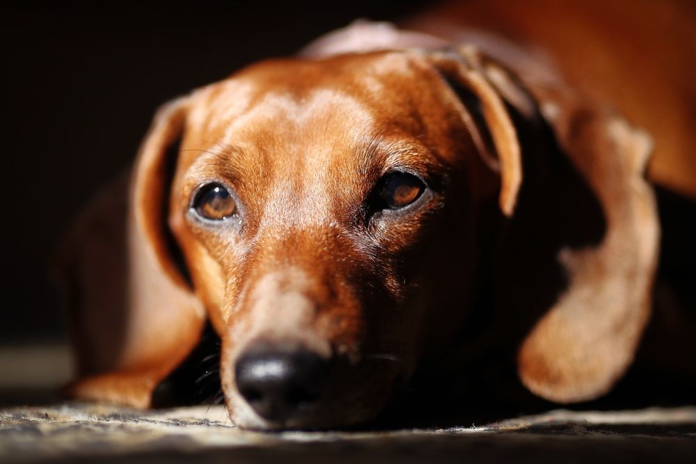 Photograph by Владимир Салапонов