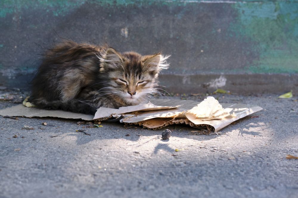 Photograph by Руслан Ибрагимов