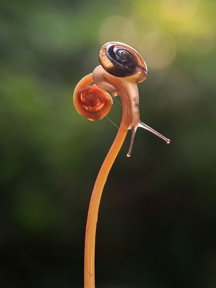 Snail