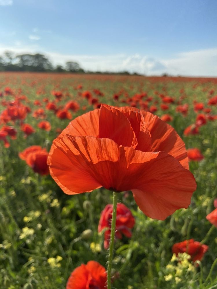 Photograph by Кристина Гус