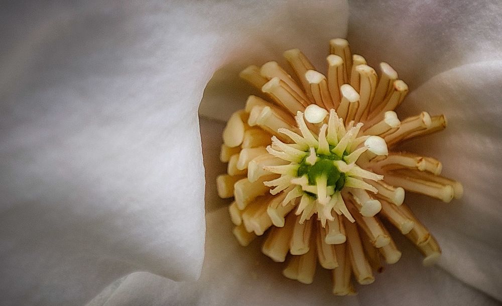 Photograph by SOUMYA CHAKRABORTY