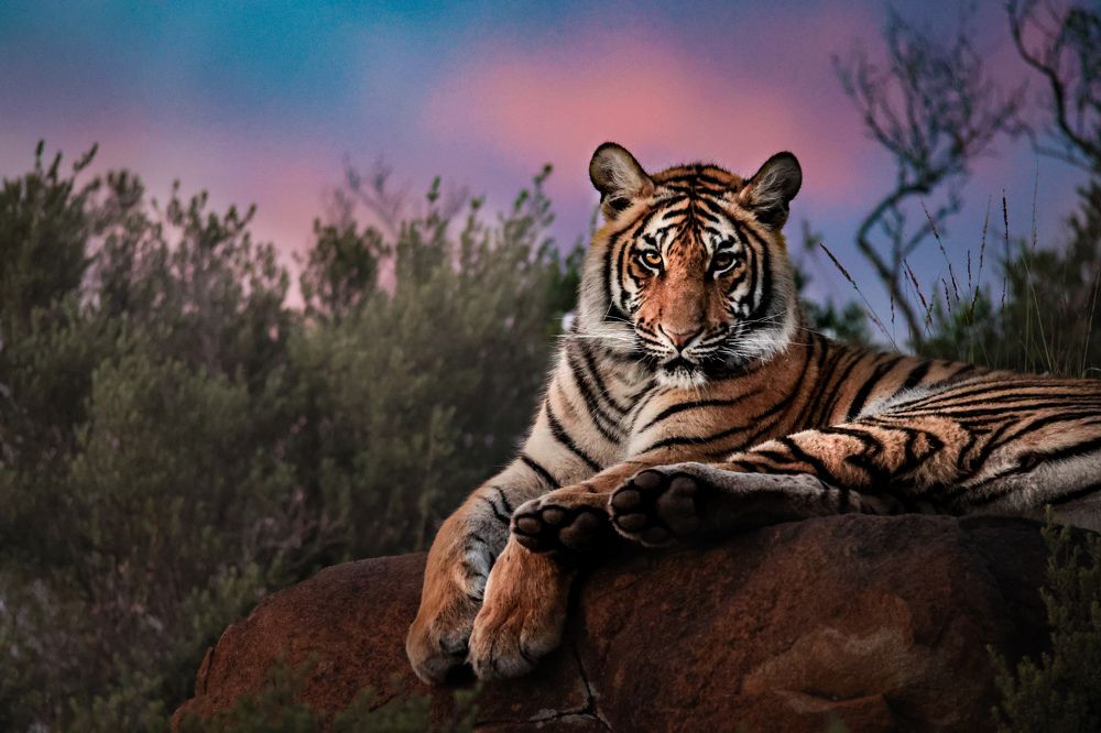 Candyfloss sky predator