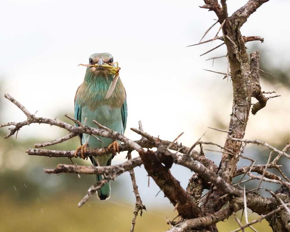 Photograph by Cheri Marks