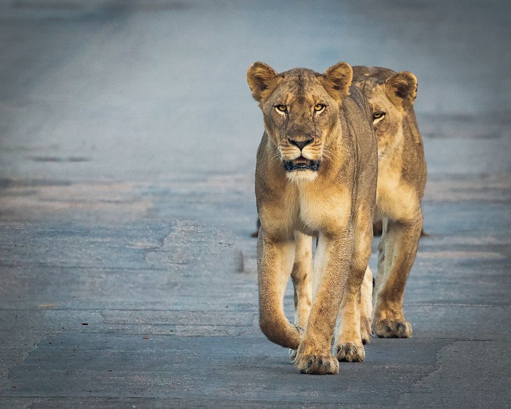 Photograph by Cheri Marks