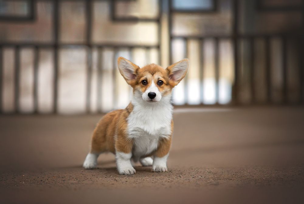 Photograph by Аня Егоренкова