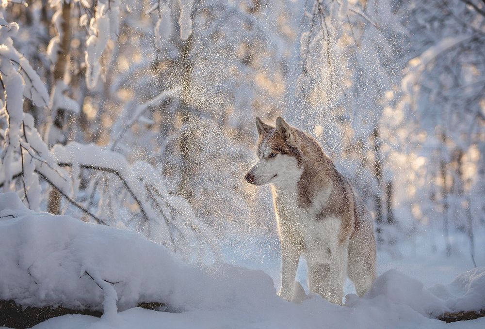 Photograph by Аня Егоренкова