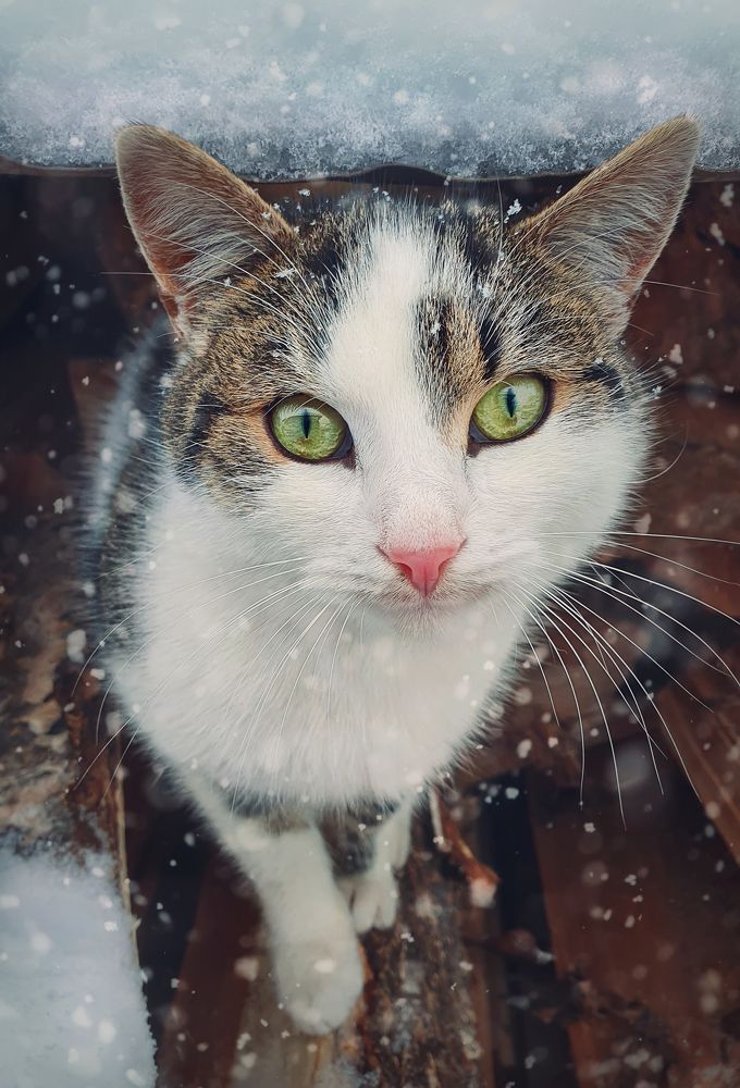 Snowy portrait