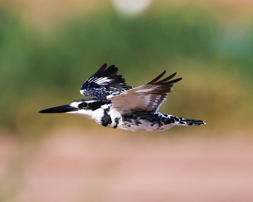 Photograph by Cheri Marks