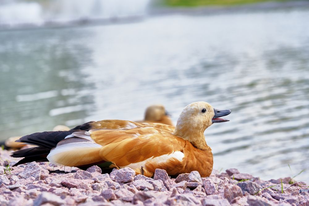 Photograph by Руслан Ибрагимов