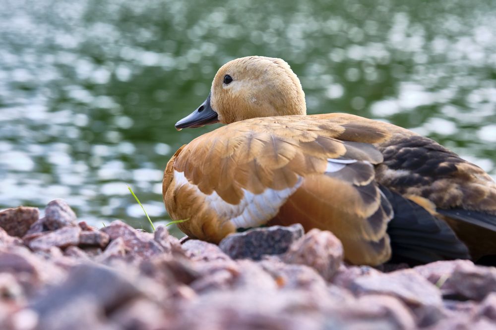 Photograph by Руслан Ибрагимов