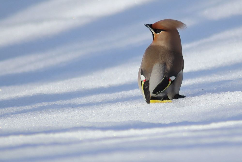 Photograph by Светлана Федотова