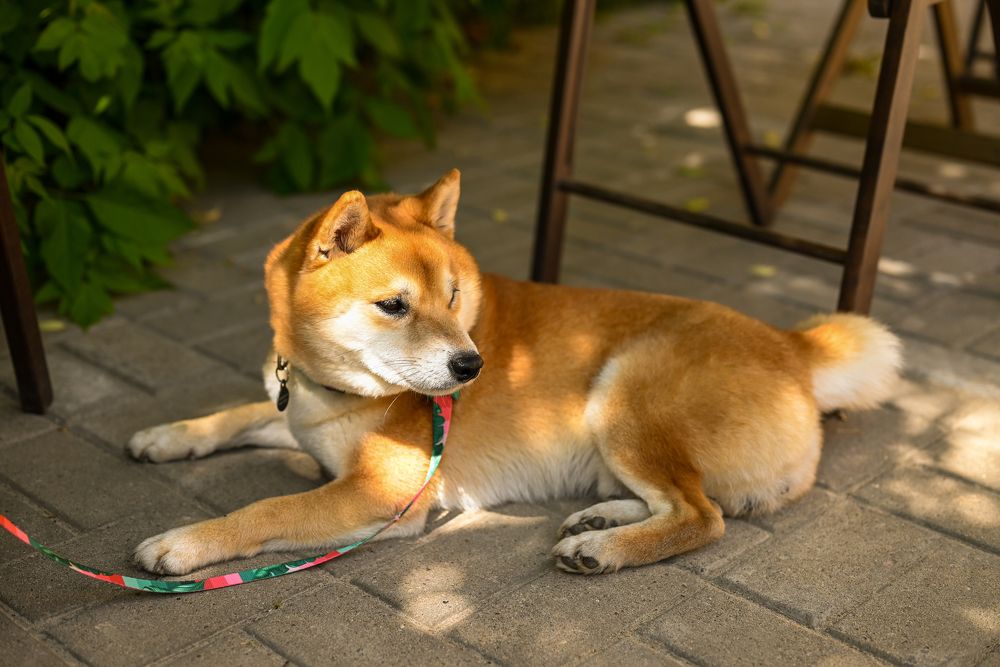 Photograph by Юлия Дударева