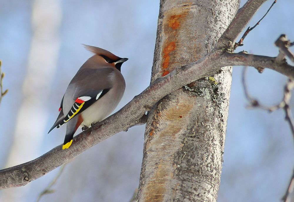 Свиристель у родника
