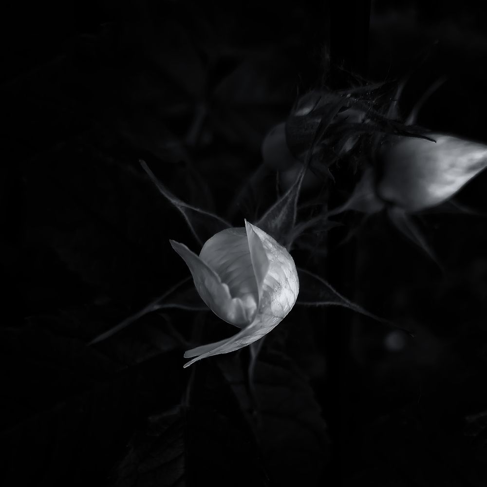 Photograph by Виталий Павлов