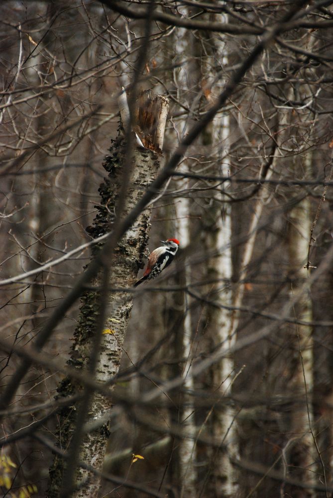 Photograph by Pavel Shestakov