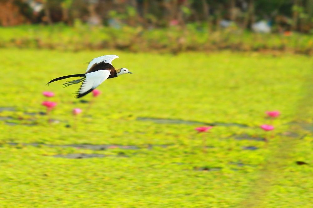 Photograph by Venkatesh Ramanujam