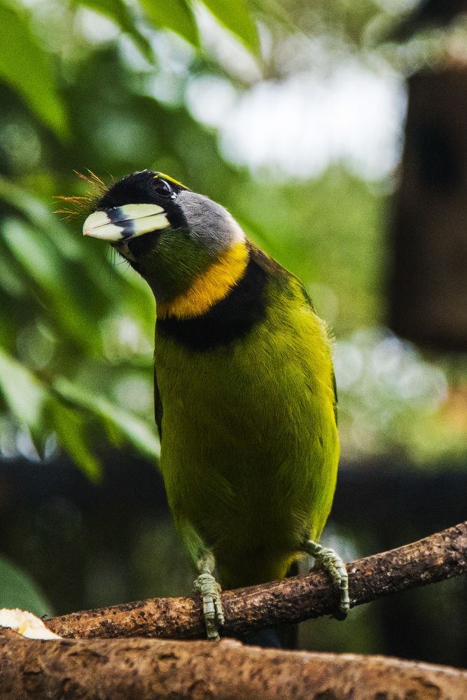 Takur Bird