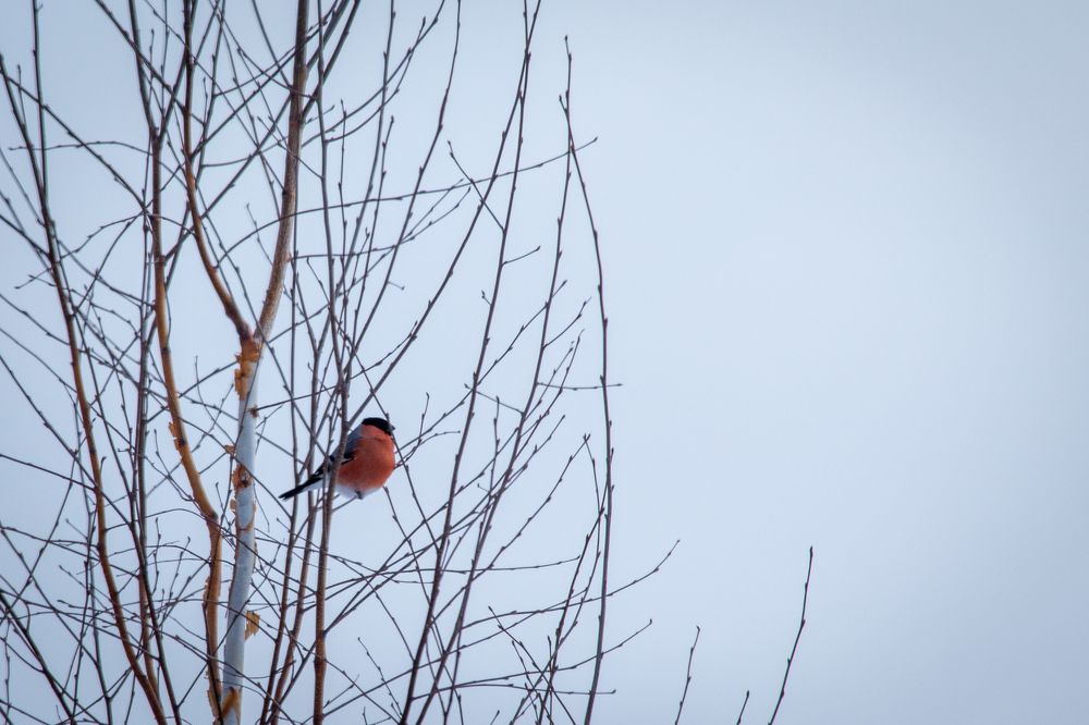 Photograph by Дарья Акулина