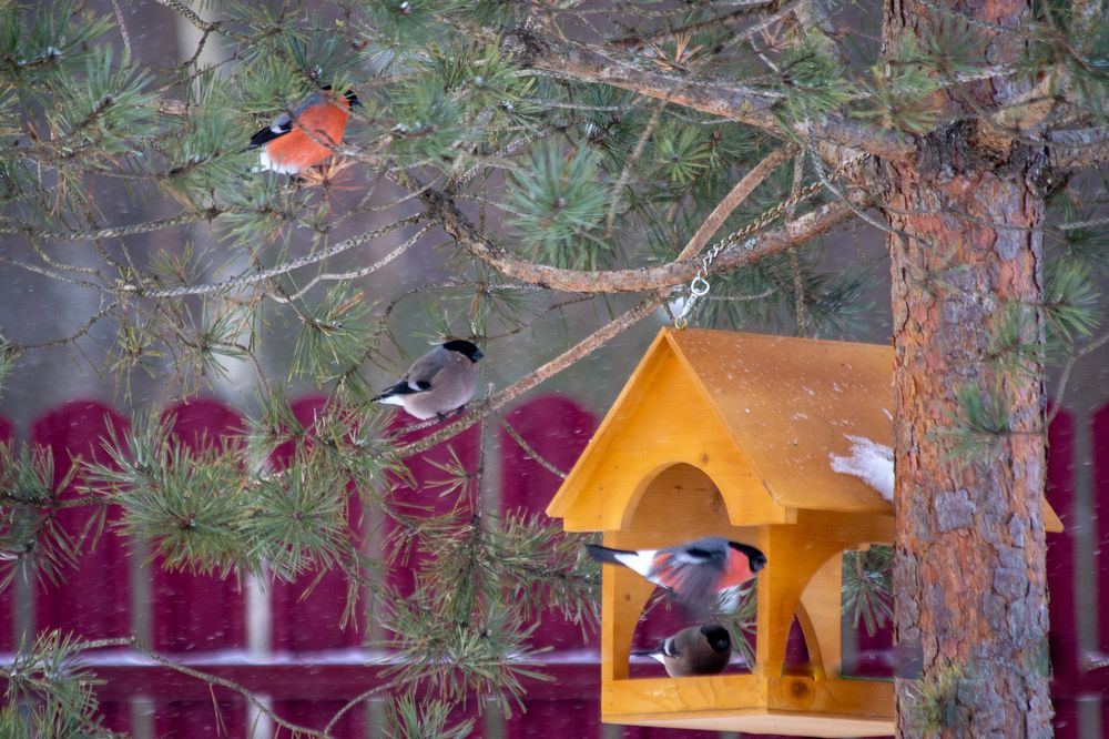 Photograph by Дарья Акулина