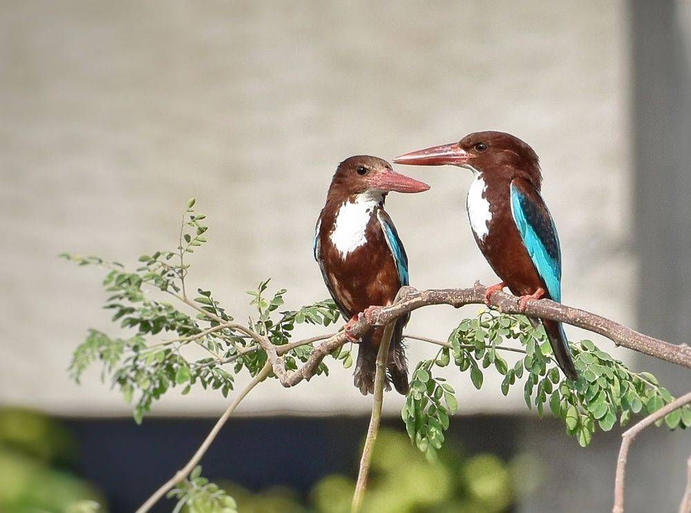 Photograph by Manoj Kumar singh