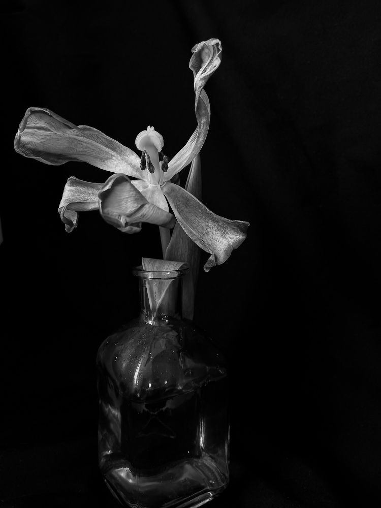 Photograph by Svetlana Yurasova