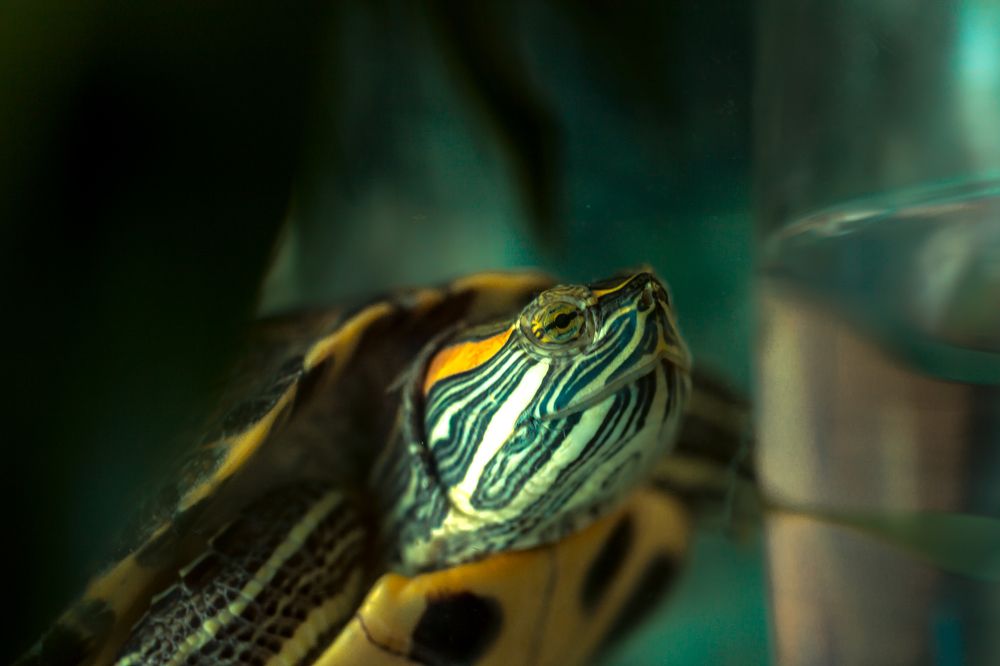 Photograph by Вера Олина