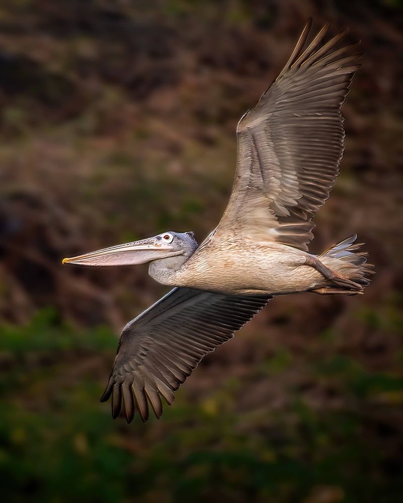 Photograph by Madhurya Mozumder