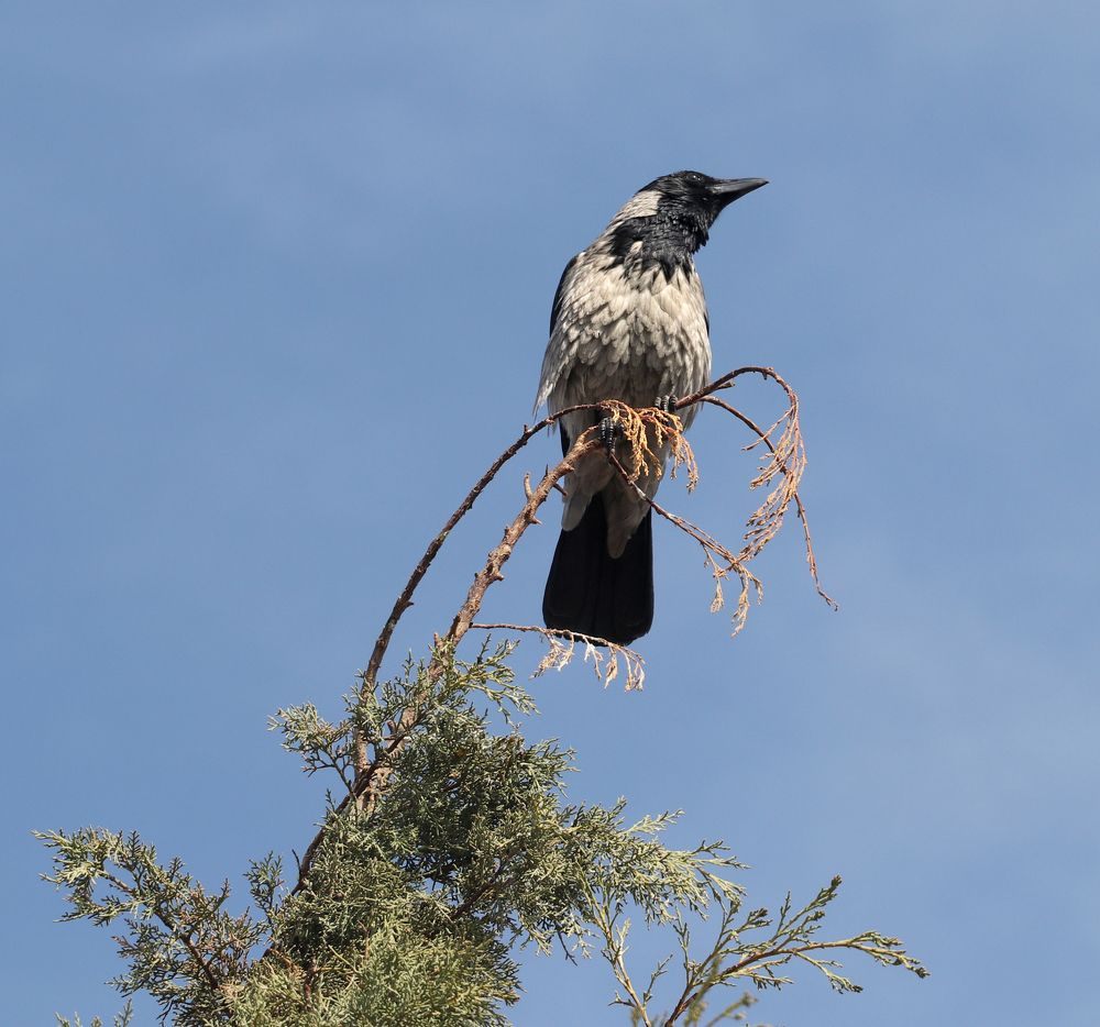 Photograph by Drora Baharal