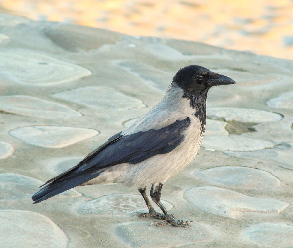 Photograph by Владимир Осипов