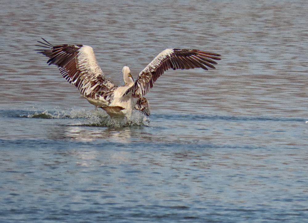 Photograph by Drora Baharal