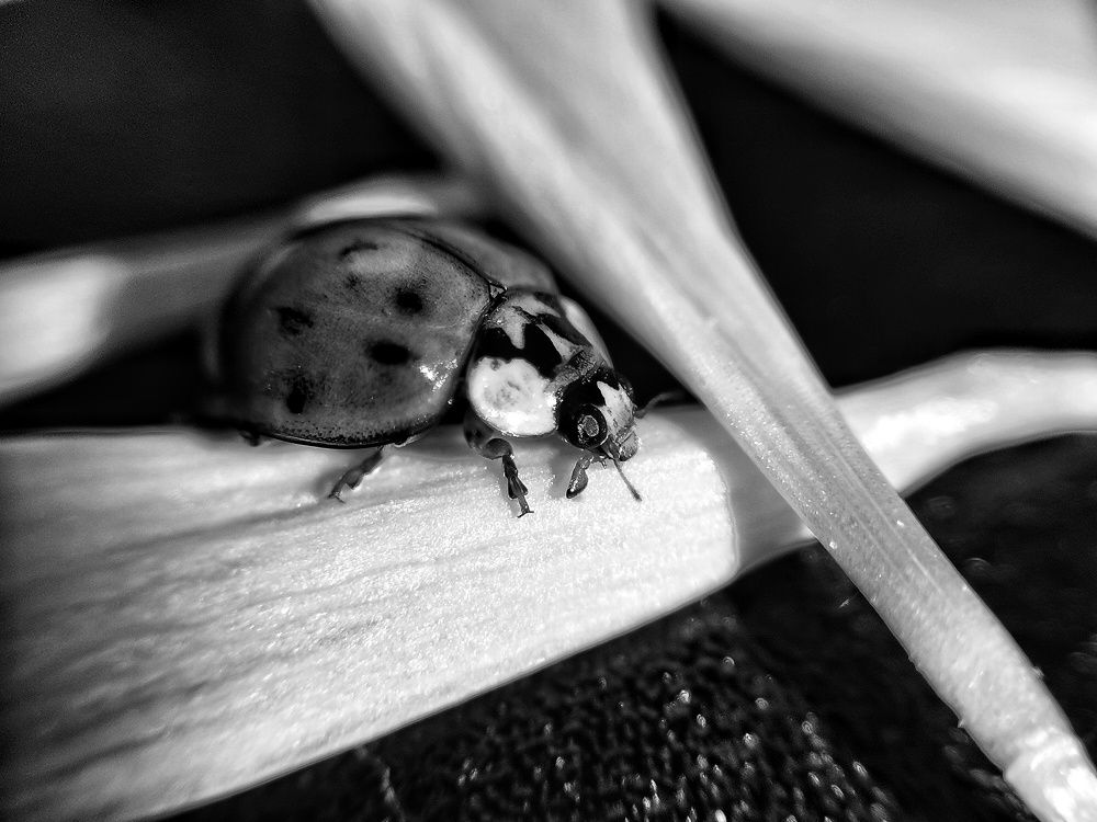 Photograph by Екатерина Ремез