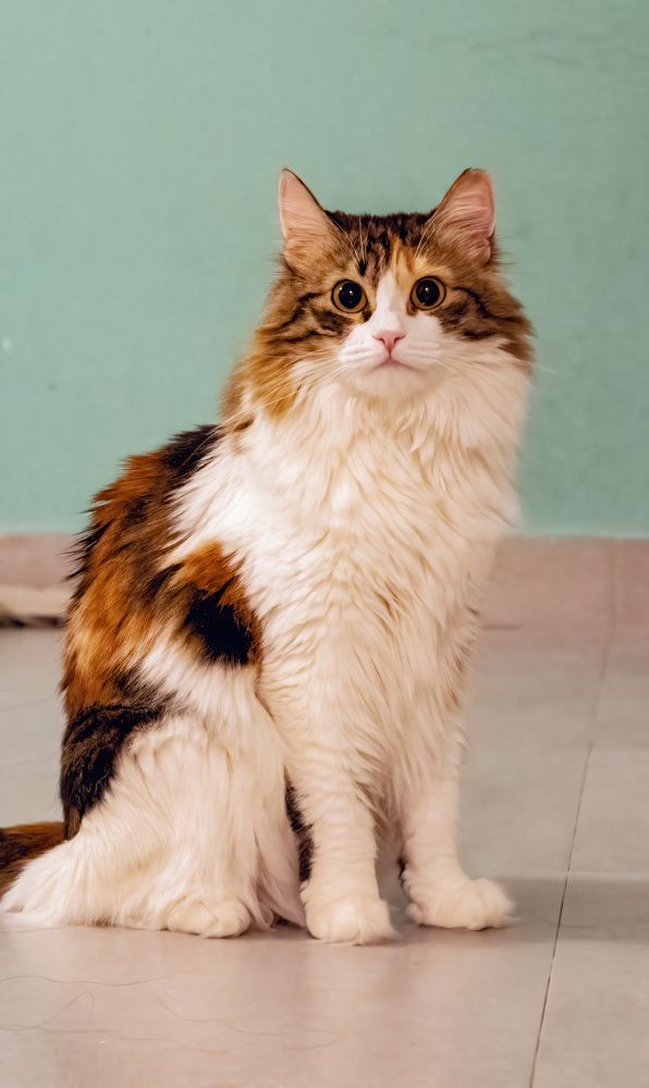 Фотография автора Sajeev Krishnan