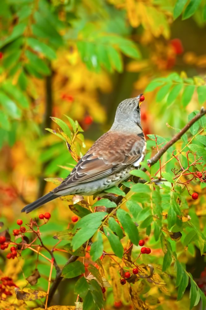 Фотография автора Oleg Podlesnykh