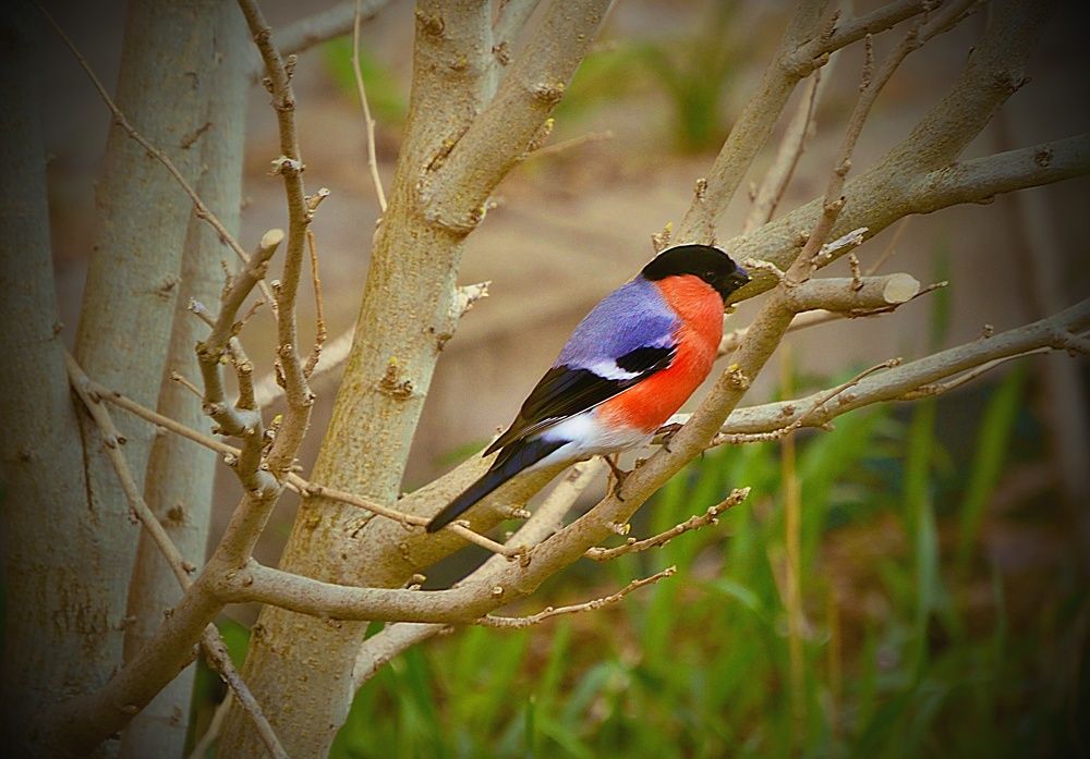 Photograph by Jaroslav Sameš