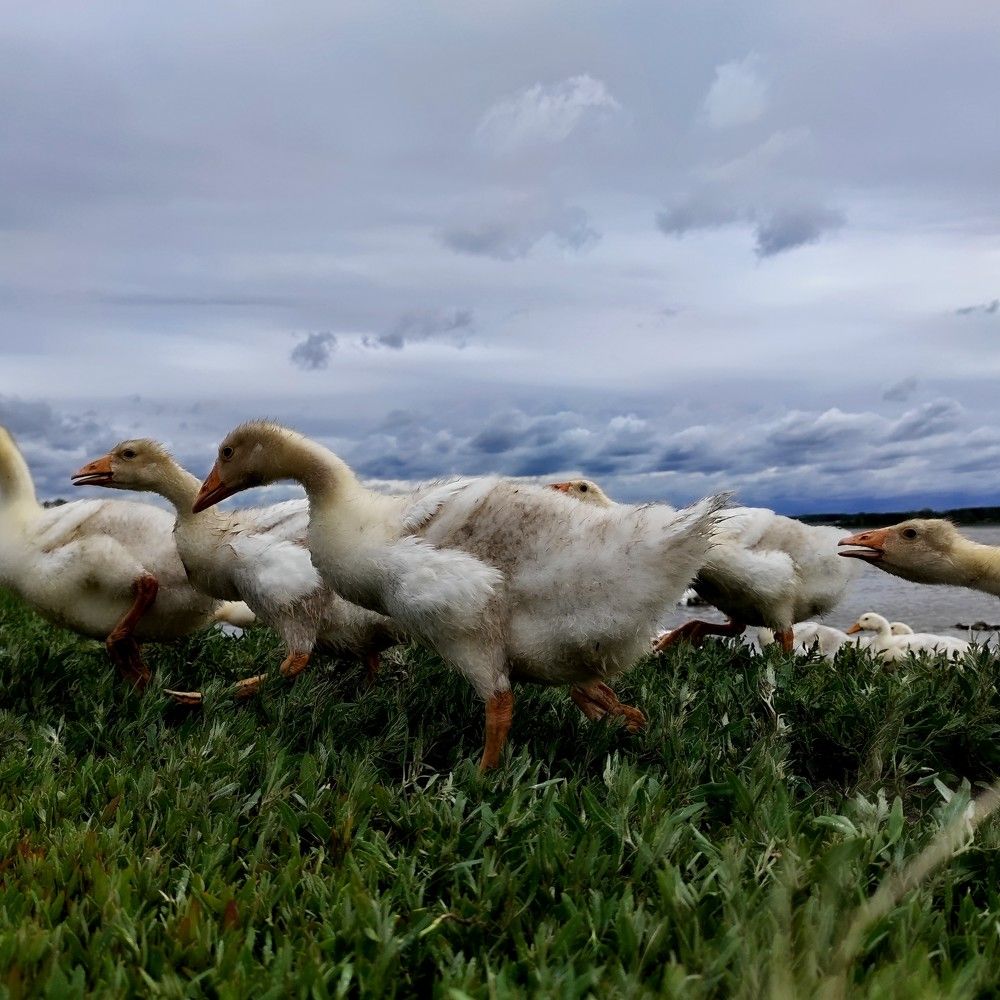 Photograph by Саттарова Ирина