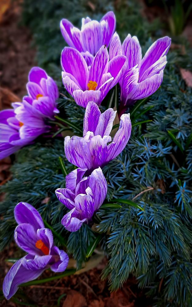 Photograph by Диана Бородзе